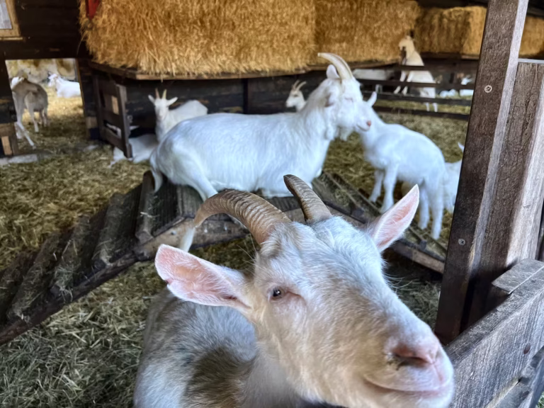 A close-up view of a goat in a cozy barn setting with other goats resting nearby in Amsterdamse bos