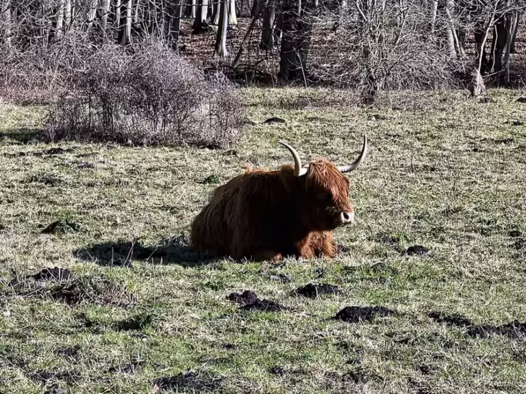 A highland cow is resting in a grassy field near trees in Amsterdamse bos enjoying the peaceful environment