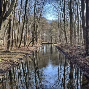 In Amsterdamse bos a quiet stream flows surrounded by tall trees reflecting the serene atmosphere of the woods