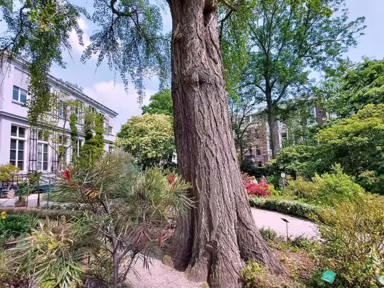 A large tree stands prominently in the lush garden of Hortus Botanicus surrounded by colorful foliage and flowers