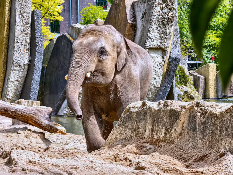 Elefant neben Sand, Felsen und Pflanzen