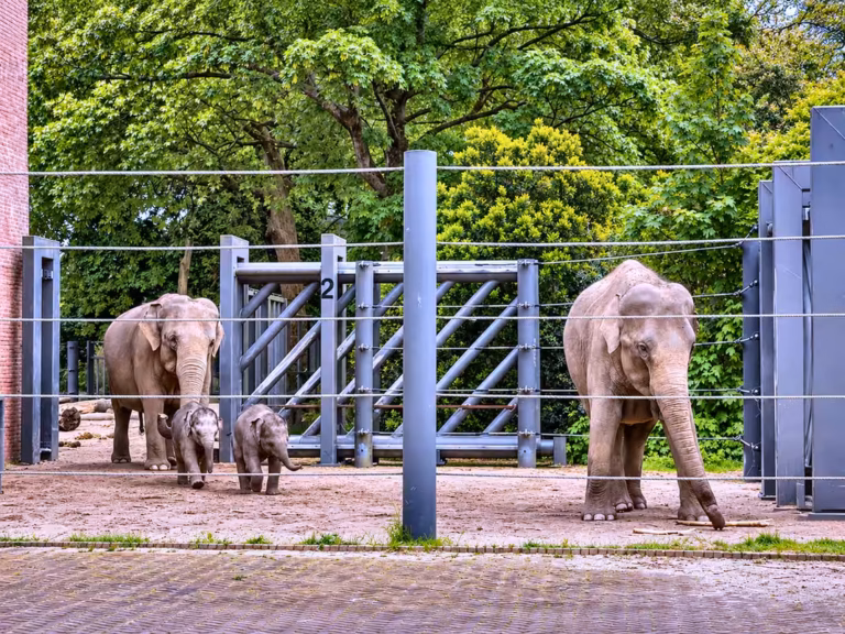 Elefanten gemeinsam in einer Aussenanlage
