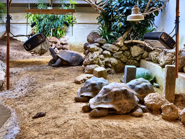 Riesenschildkröten in einer sandigen Innenanlage