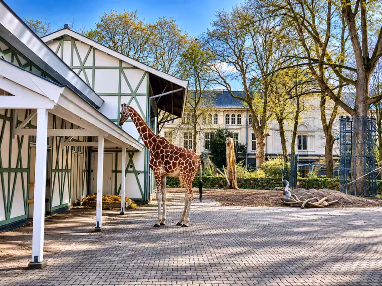Giraffe neben einem historischen Gebäude
