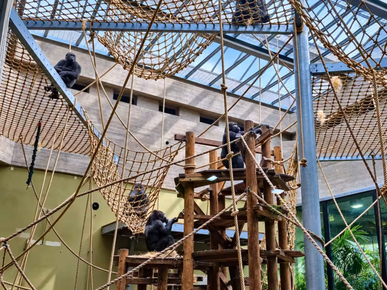 Gorilla neben Seilen und Kletterstrukturen