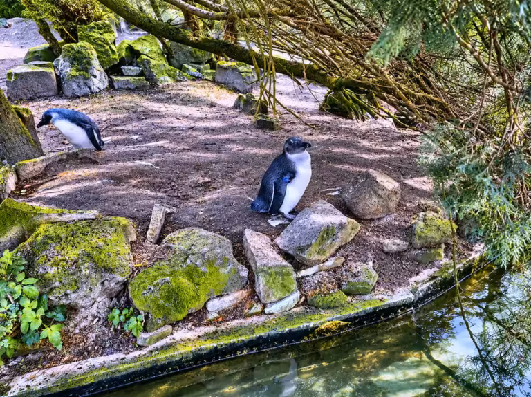 Pinguine neben Wasser und Felsen
