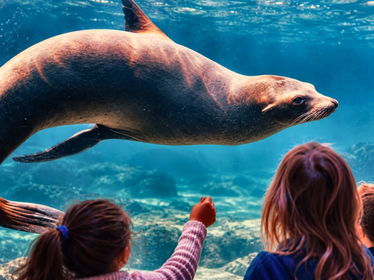 Kinder beobachten einen Seelöwen am Wasser