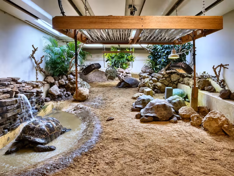 Landschildkröte zwischen Felsen und Pflanzen im Innenraum
