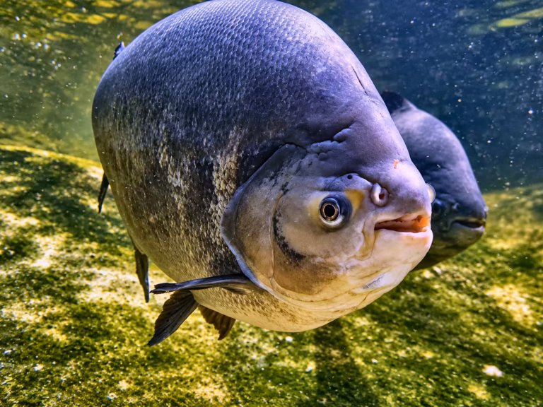 Grosser Fisch unter Wasser; Art nicht bestätigt